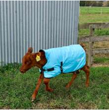 Kalvtcke Thermoo 80 cm 200 g.