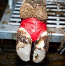 Klvstrumpa Bovivet Rd XL, 10st/fp